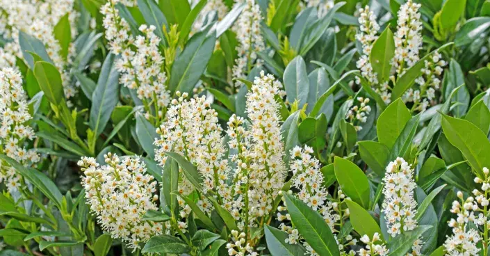 Bobkovišeň lékařská Bobkovišeň lékařská