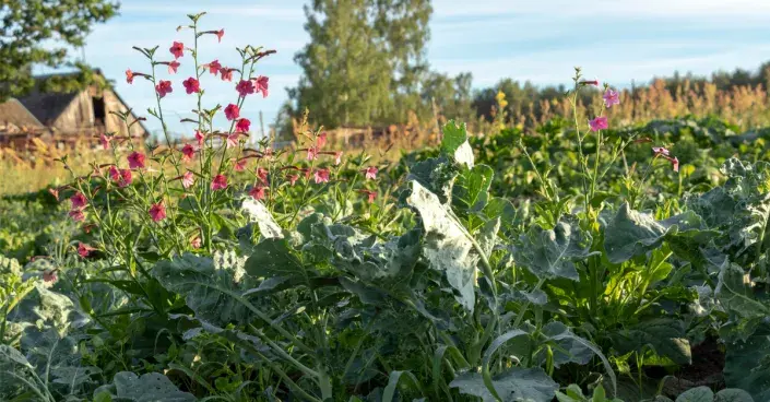 Zeleninová zahrada na venkově