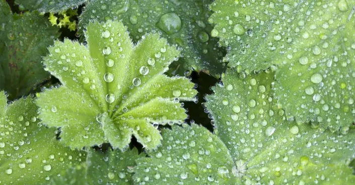 Listy kontryhelu (Alchemilla mollis)