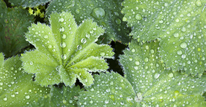 Listy kontryhelu (Alchemilla mollis)