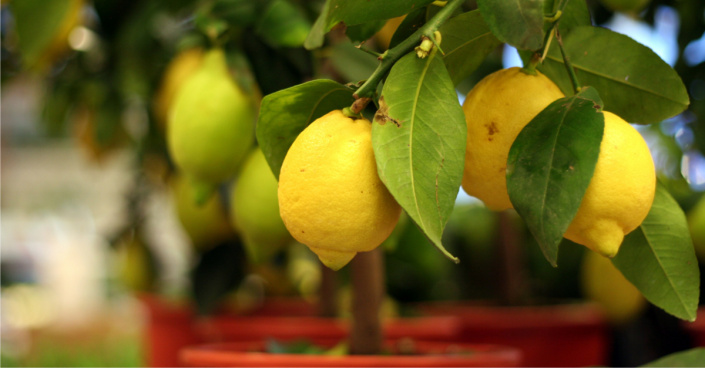 Zralé citrony
