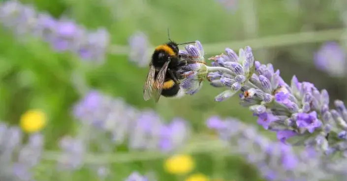 Čmelák na levanduli Čmelák na levanduli