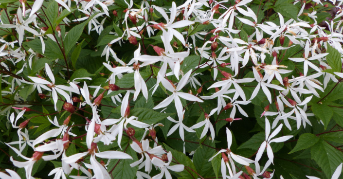 Trubučka trojlistá (Gillenia trifoliata)