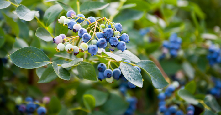 Kanadská borůvka, resp. brusnice chocholičnatá (Vaccinium corymbosum) 