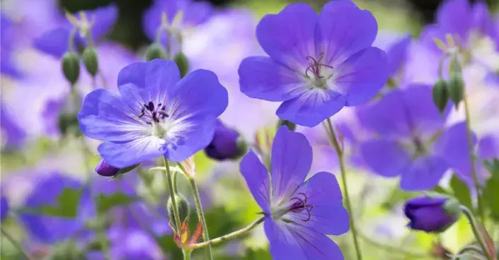 Květy kakostu Květy kakostu