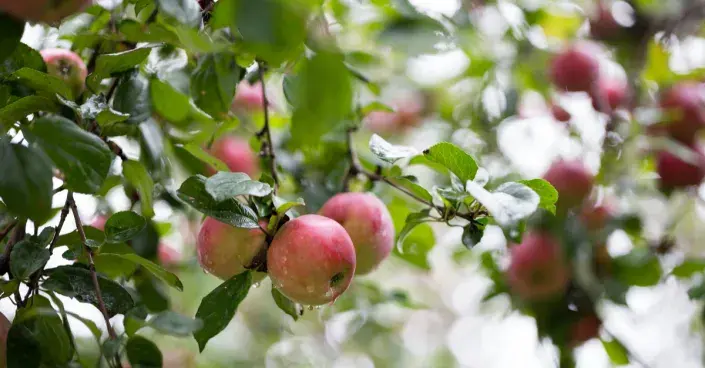 Dozrávající jablka Dozrávající jablka