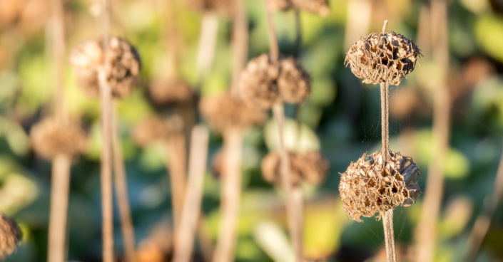 Odkvetlá sápa Russelova (Phlomis russeliana)