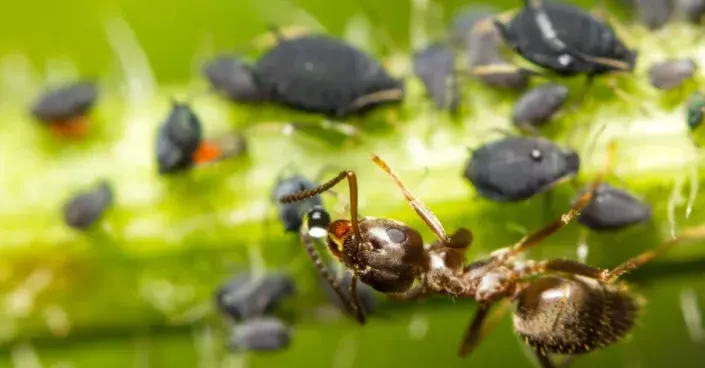 Mšice a mravenec Mšice a mravenec