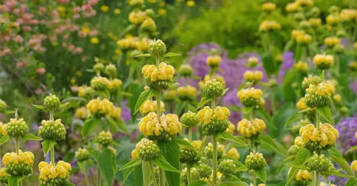 Sápa Russelova (Phlomis russeliana) Sápa Russelova (Phlomis russeliana)