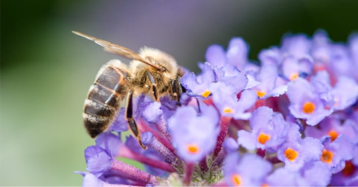 Včela sající nektar