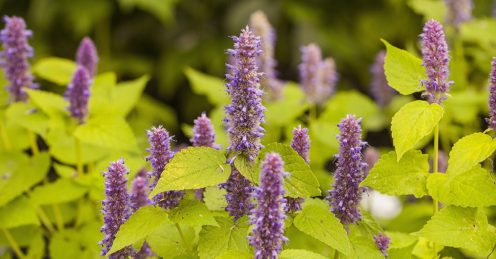 Agastache anýzová Agastache anýzová