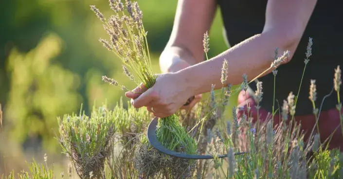 Řez levandule Střih levandule