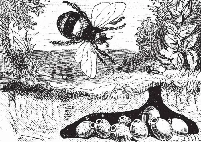 Čmelák zemní Čmelák zemní