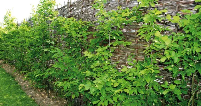 Živý plot u proutění zástěny Živý plot u proutění zástěny