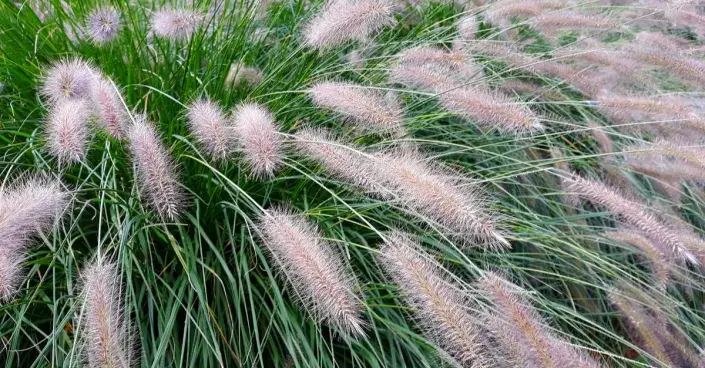 Dochan psárkovitý Dochan psárkovitý