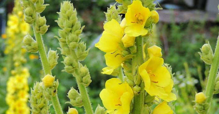 Divizna velkokvětá (Verbascum densiflorum)