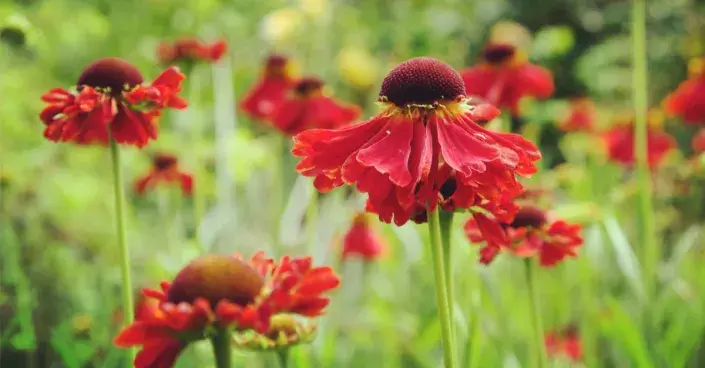 Rozkvetlé zápleváky Rozkvetlé zápleváky