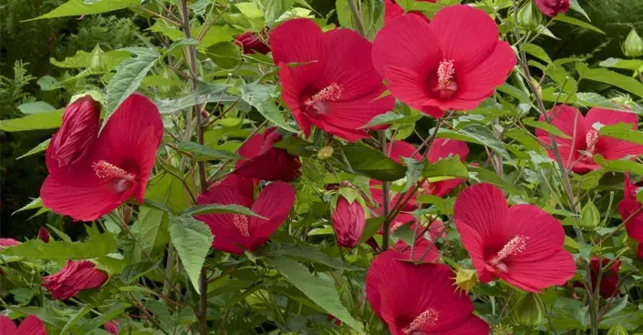 Ibišek bahenní (Hibiscus moscheutos)