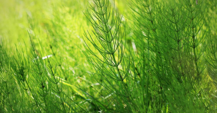 Přeslička rolní (Equisetum arvense)