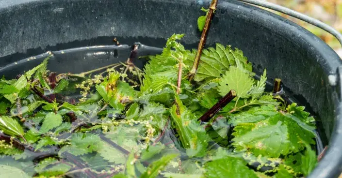 Příprava výluhu z kopřiv Příprava výluhu z kopřiv