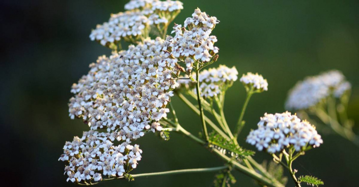 Řebříček obecný (Achillea millefolium)