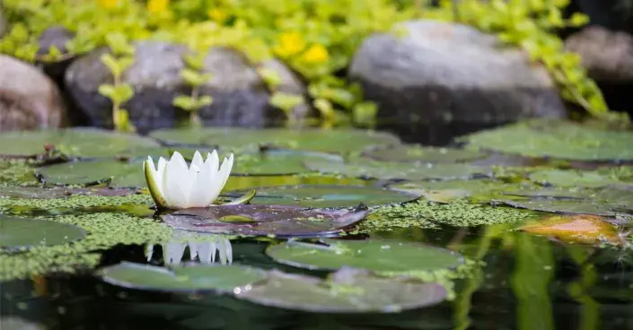 Leknín na hladině jezírka Leknín na hladině jezírka