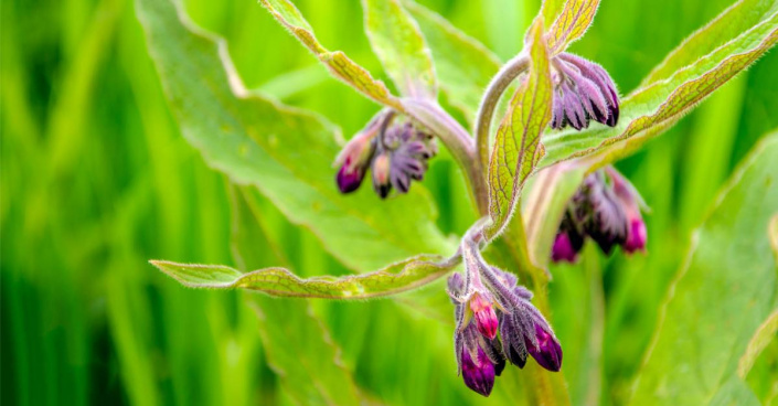 Kostival lékařský (Symphytum officinale) Kostival lékařský (Symphytum officinale)