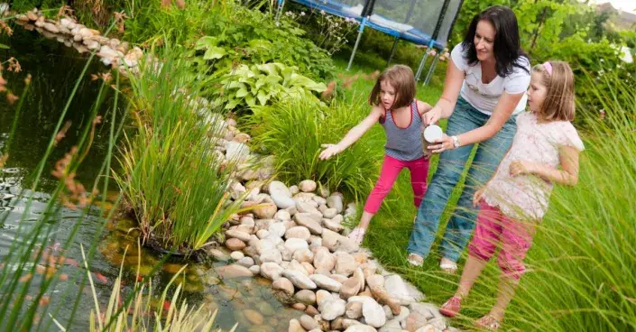 Krmení ryb v zahradním jezírku Krmení ryb v zahradním jezírku