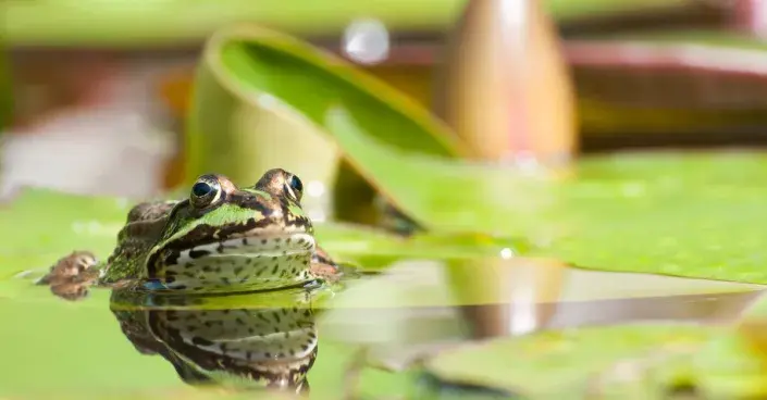 Žába v jezírku Žába v jezírku