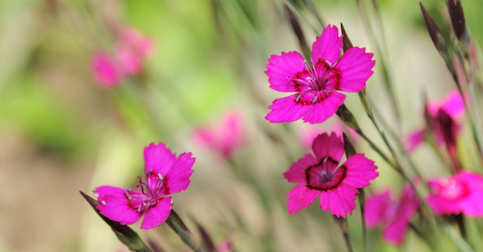 Hvozdík kropenatý (Dianthus deltoides)