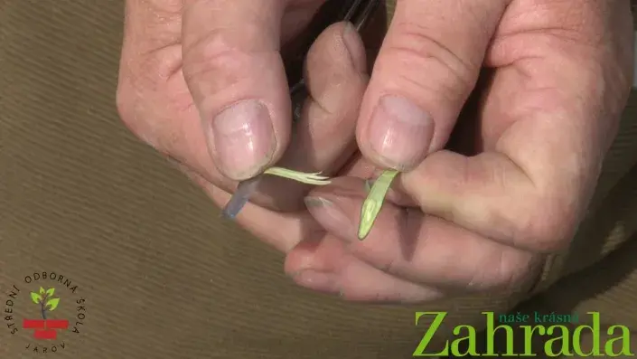 Vyloupnuté očko Vyloupnuté očko