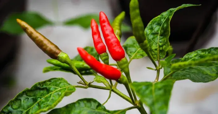 Chilli papričky Chilli papričky