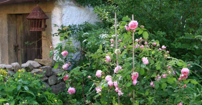 Zahrada v přírodním stylu