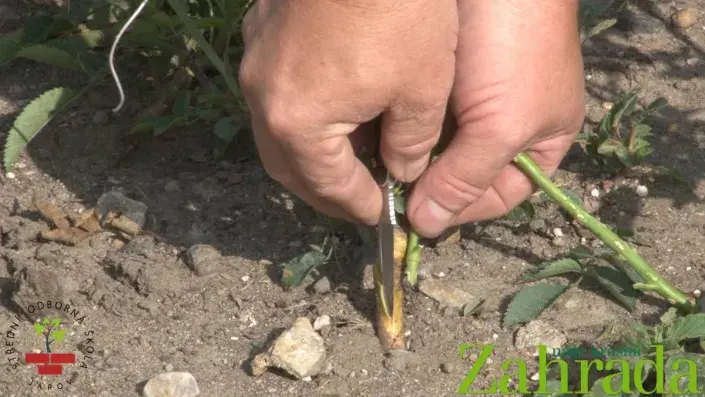 T-řez u růže T-řez u růže