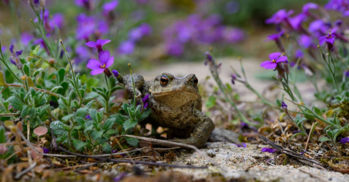 Ropucha obecná (Bufo bufo)