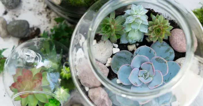 Sukulenty ve floráriu Sukulenty ve floráriu