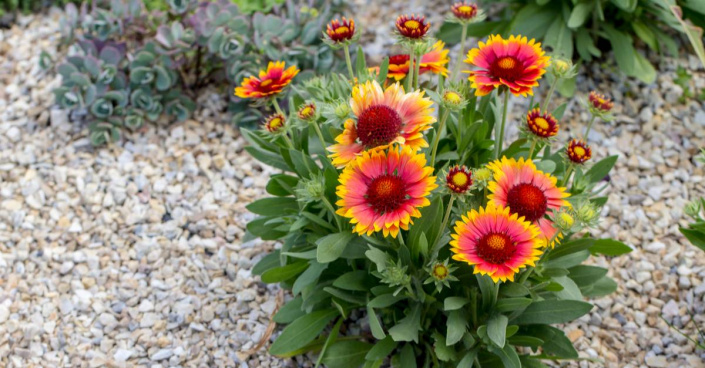 Kokarda (Gaillardia)