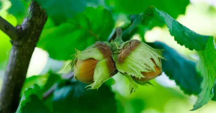 Lískové oříšky Lískové oříšky