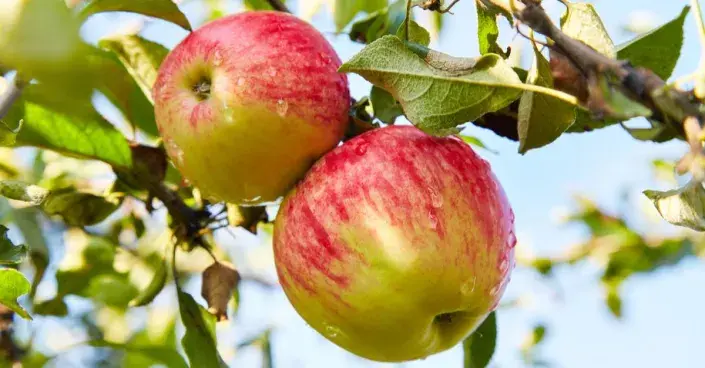 Plody jablek Plody jablek