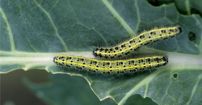 Housenky běláska zelného