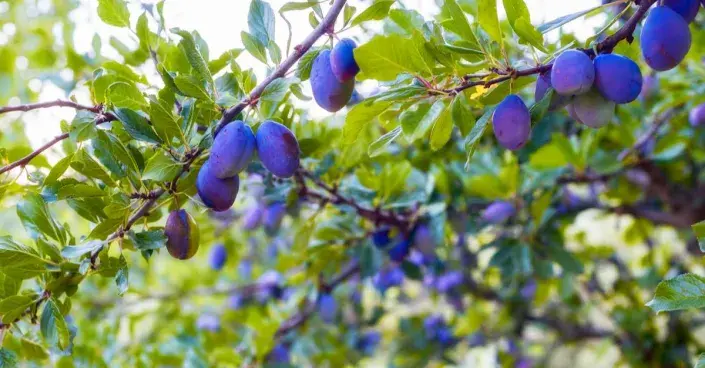 Zralé švestky na větvích Zralé švestky na větvích