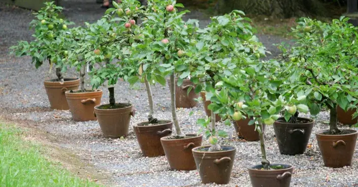 Ovocné dřeviny v nádobách Ovocné dřeviny v nádobách