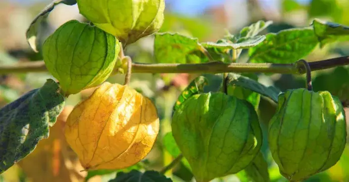 Mochyně peruánská Mochyně peruánská