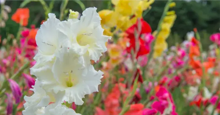 Rozkvetlé gladioly Květy mečíků