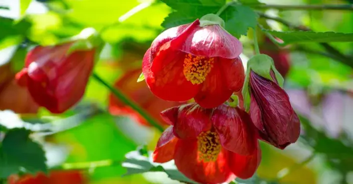 Květy mračňáku Květy mračňáku