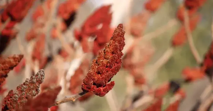 Plodenství škumpy Plodenství škumpy