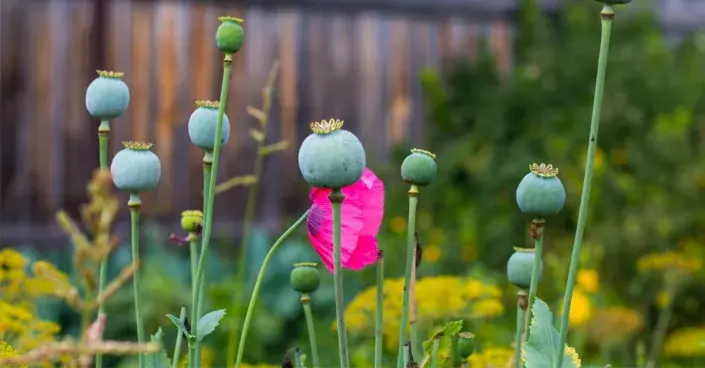 Dozrávající makovice