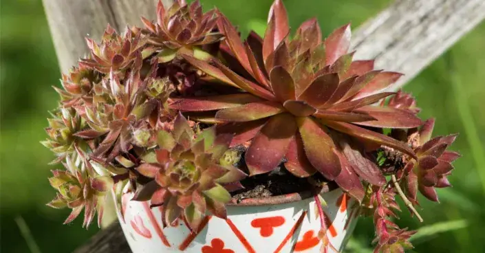 Netřesk v plecháčku Netřesk v plecháčku