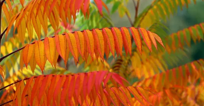 Barevné listy škumpy Barevné listy škumpy