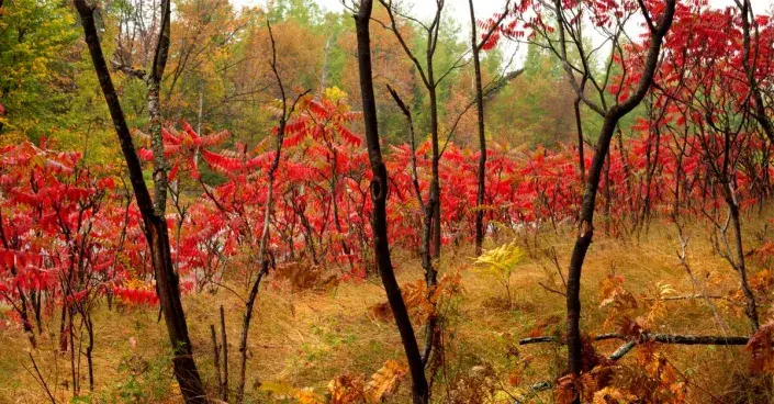 Škumpa ve volné přírodě Škumpa ve volné přírodě